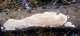 Leprieuria bacillum image