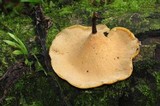 Polyporus guianensis image