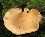 Polyporus guianensis image