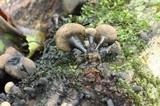 Daldinia asphalatum image