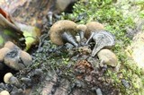 Daldinia asphalatum image