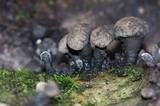 Daldinia asphalatum image