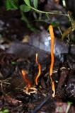 Cordyceps militaris image