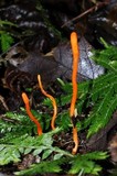 Cordyceps militaris image