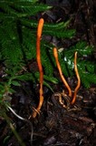 Cordyceps militaris image