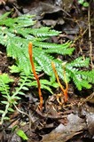 Cordyceps militaris image