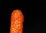 Cordyceps militaris image