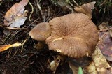 Lactarius subplinthogalus image