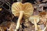 Lactarius subplinthogalus image