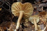 Lactarius subplinthogalus image