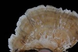 Bjerkandera adusta image