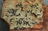 Oedohysterium insidens image