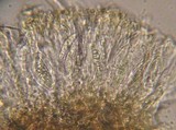Oedohysterium insidens image
