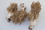 Ramaria violaceibrunnea image