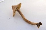 Inocybe sororia image