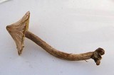 Inocybe sororia image