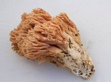 Ramaria formosa image