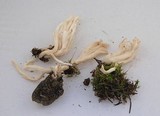 Clavulina rugosa image
