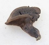 Sarcodon fuscoindicus image