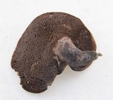 Sarcodon fuscoindicus image