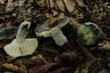 Russula redolens image