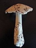 Amanita lividopallescens image