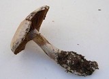 Cortinarius traganus image