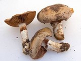Cortinarius glutinosoarmillatus image