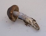 Cortinarius vanduzerensis image