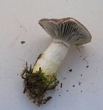 Gomphidius glutinosus image