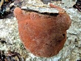Hapalopilus rutilans image