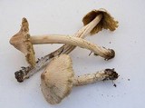 Inocybe rimosa image
