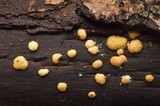 Hypocrea moravica image