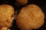 Hypocrea moravica image