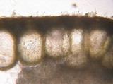 Hypocrea moravica image