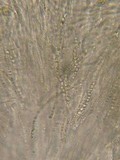 Hypocrea moravica image
