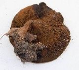 Paxillus involutus image