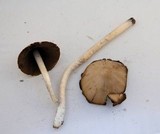 Psathyrella longipes image