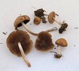 Psathyrella piluliformis image