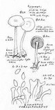 Gymnopus subsulphureus image