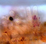 Psathyrella longipes image