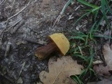 Boletus luridus image
