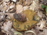 Boletus luridus image