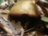 Boletus luridus image