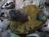 Boletus luridus image