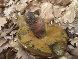 Boletus luridus image