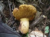 Boletus luridus image