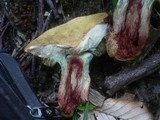 Boletus luridus image