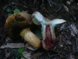 Boletus luridus image