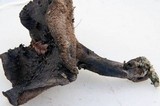 Sarcodon fuscoindicus image